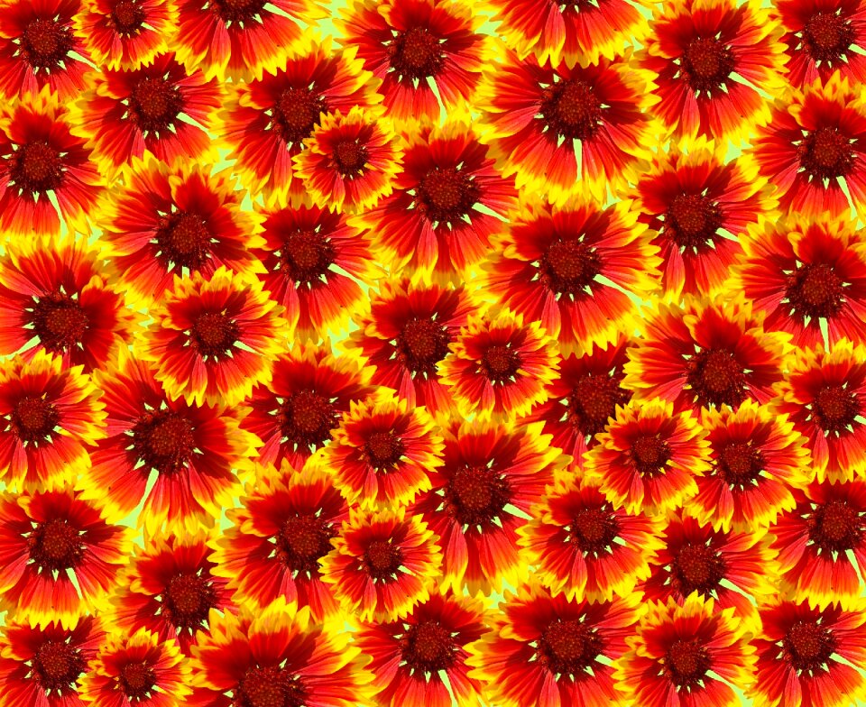 Orange nature flora