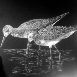 Etching black and white birds Free illustrations