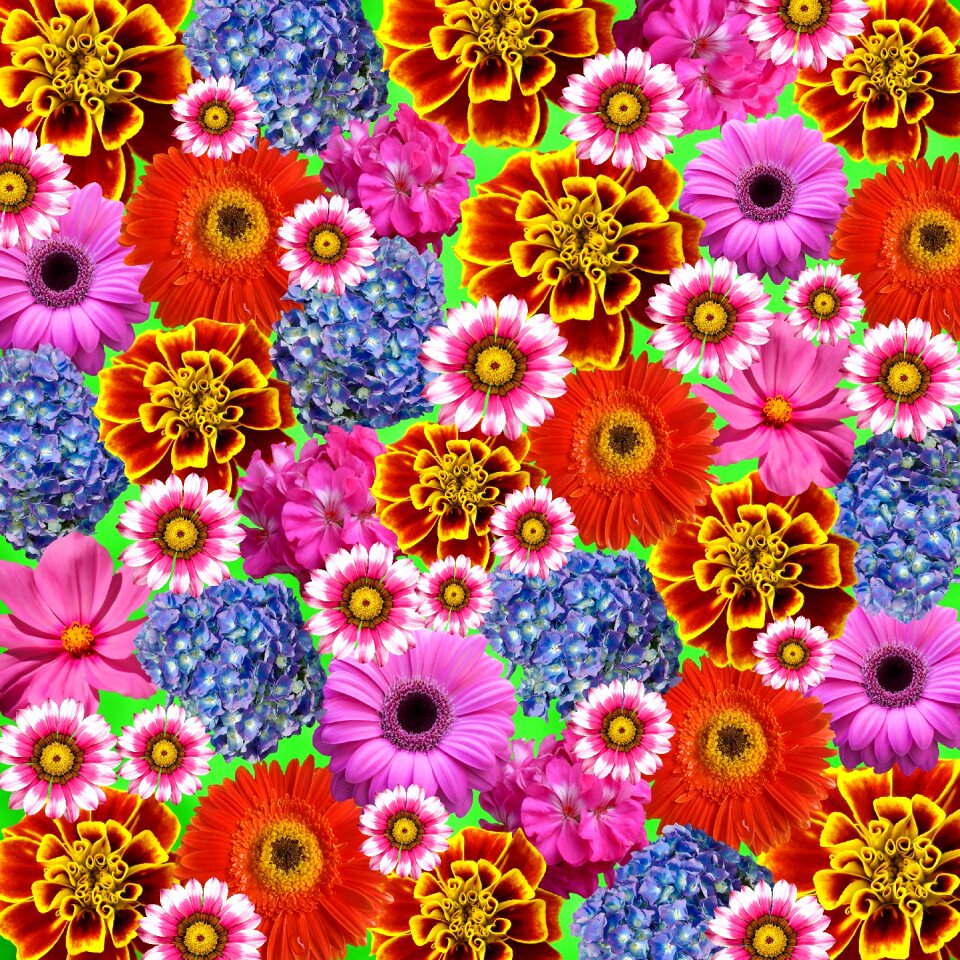 Nature colorful flowers garden