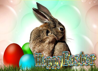Greeting card egg spring