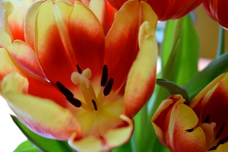 Spring floral blossom