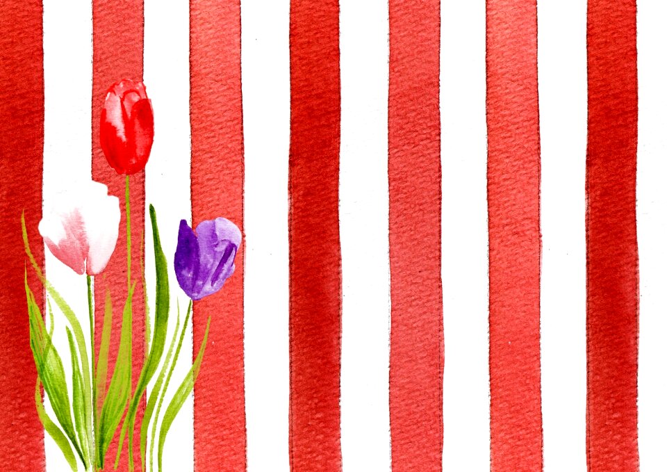 Tulip watercolor flower
