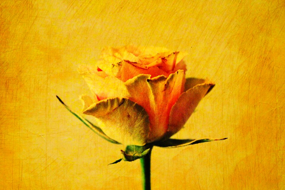 Scratches flower blossom