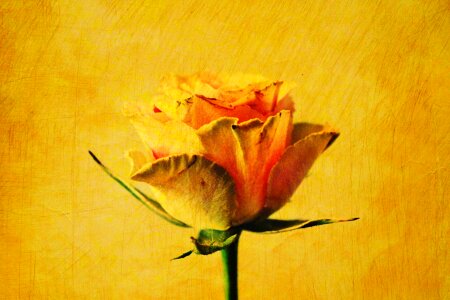 Scratches flower blossom