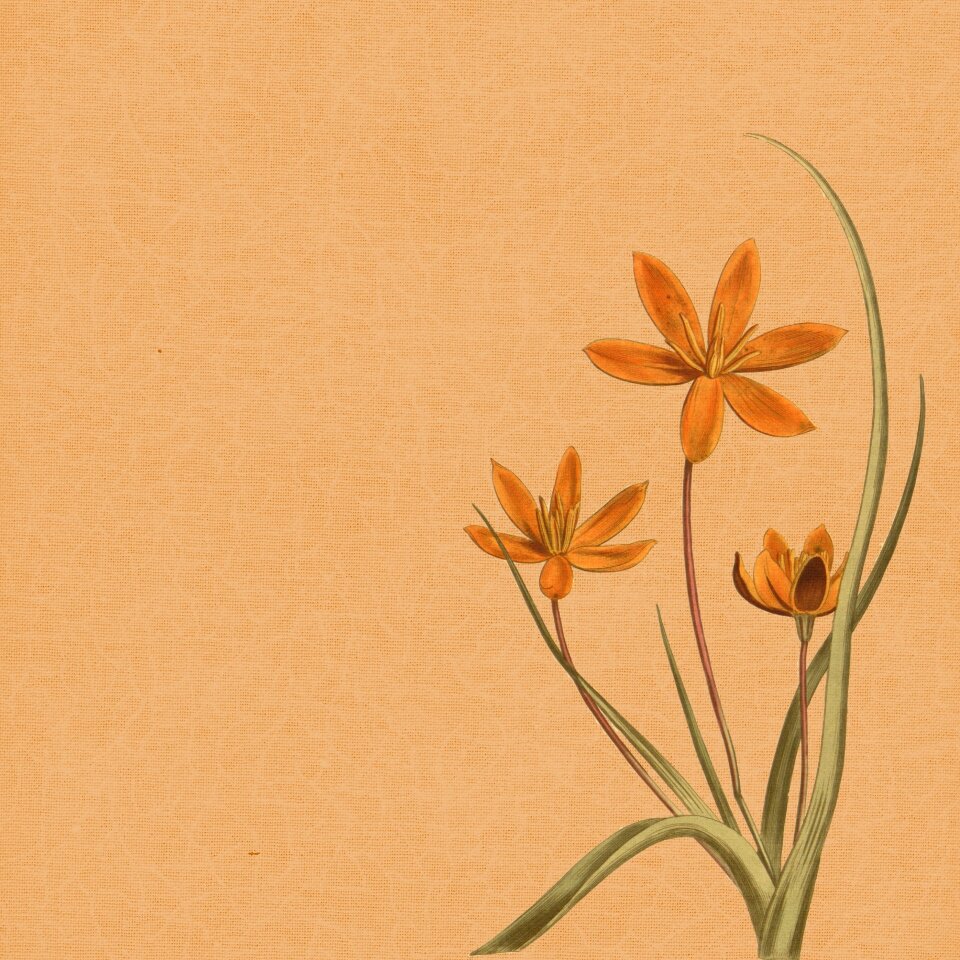 Vintage fabric pattern