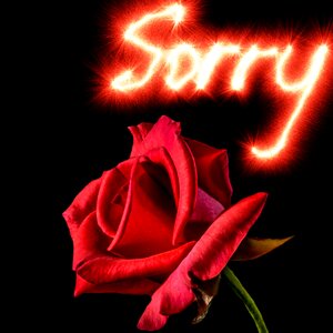 Red rose i beg your pardon sorry