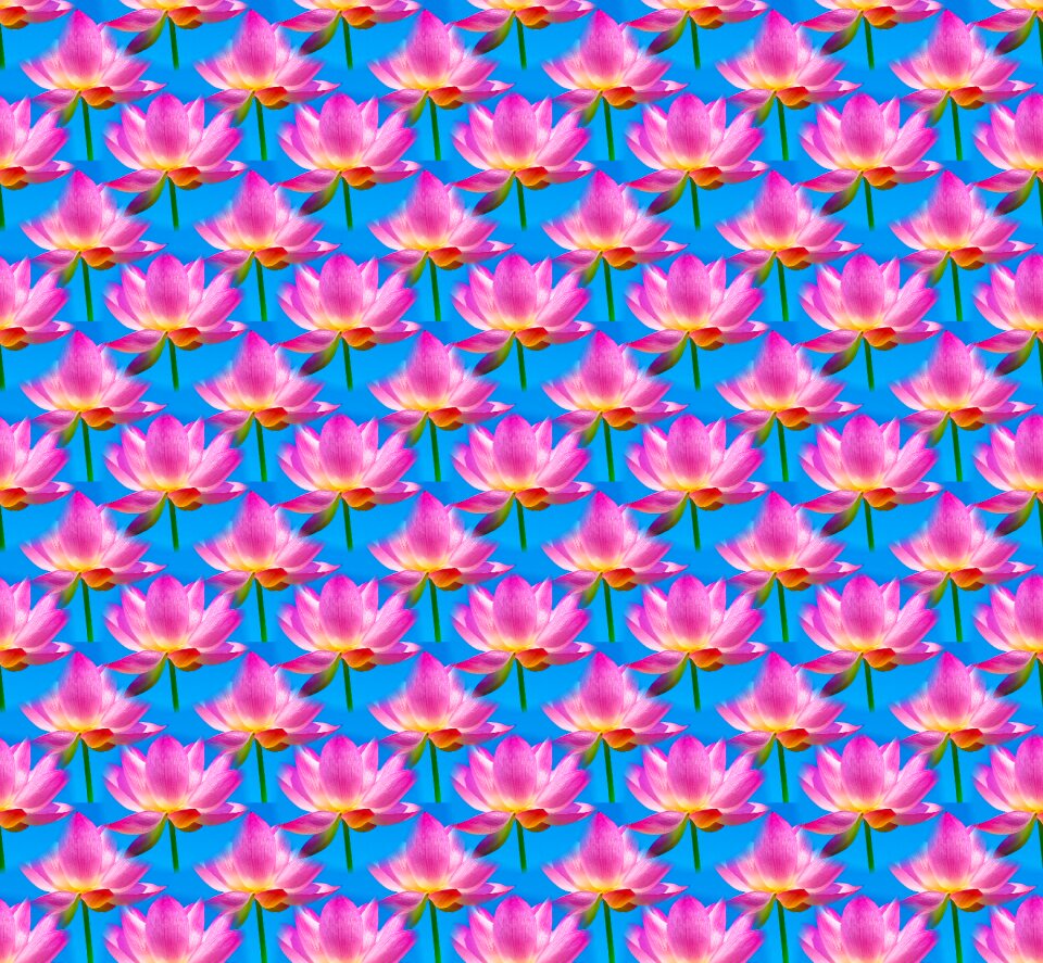 Colorful pink lilac