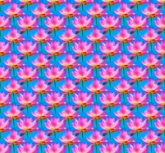 Colorful pink lilac