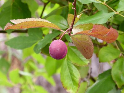 Leaves branch fresh