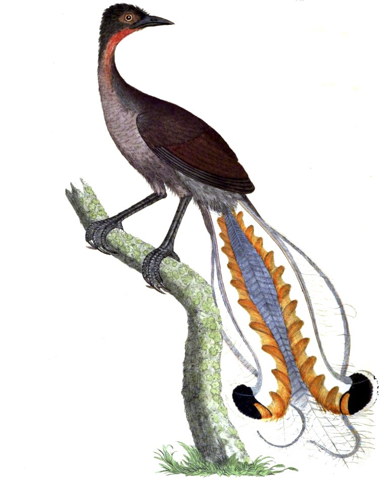 Mimicry bird mimicry Free illustrations