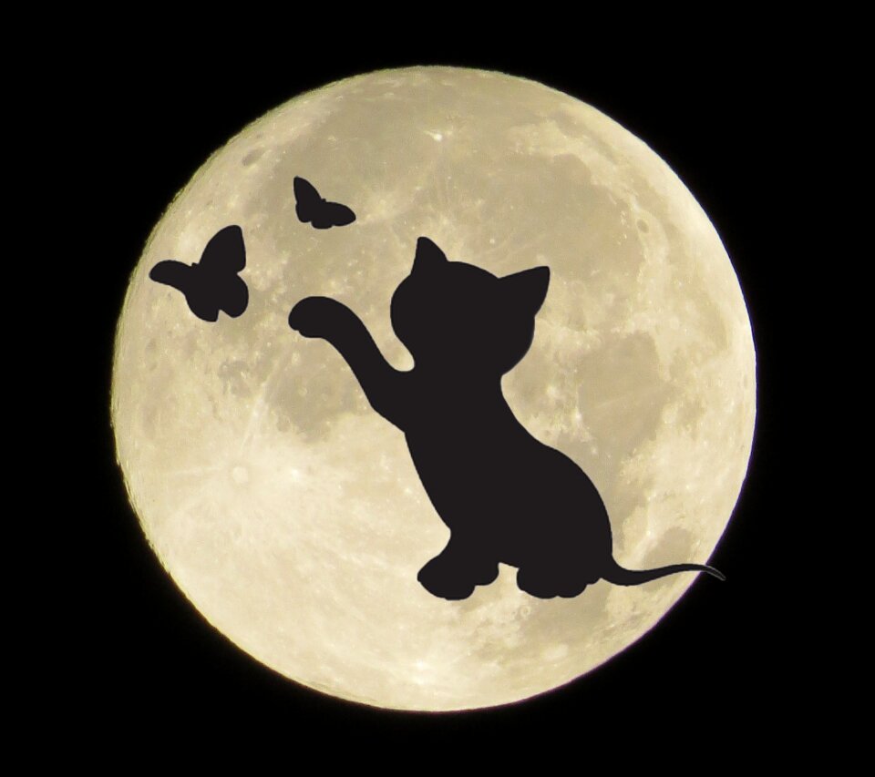 Silhouette black cat Free illustrations