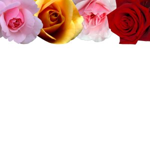 Botany flower floral