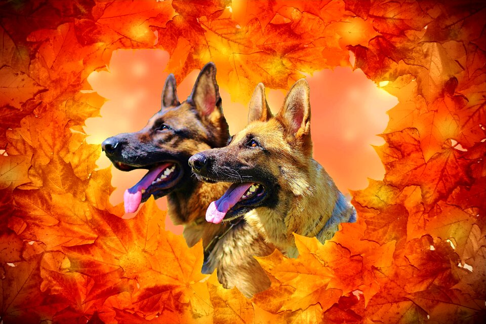 Dogs autumn Free illustrations