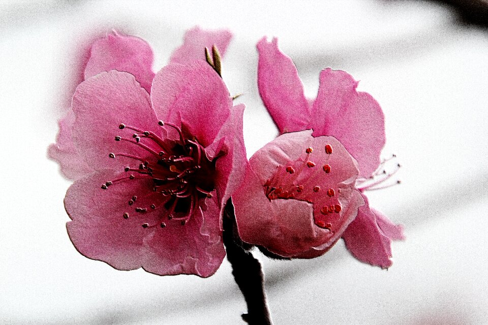 Pink spring floral