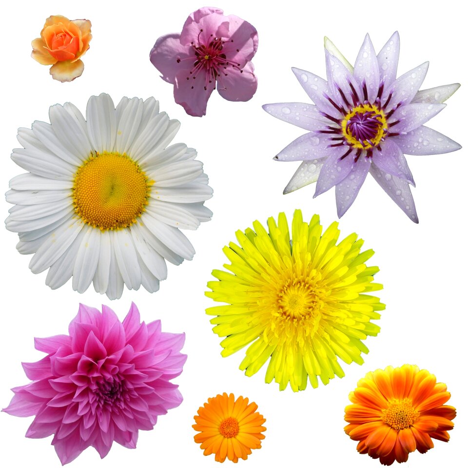 Botany flower floral