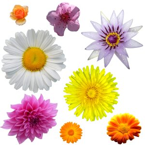 Botany flower floral