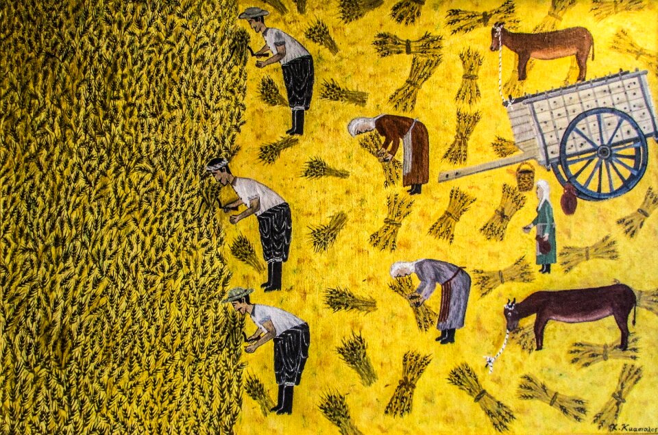 Harvest reaping agriculture