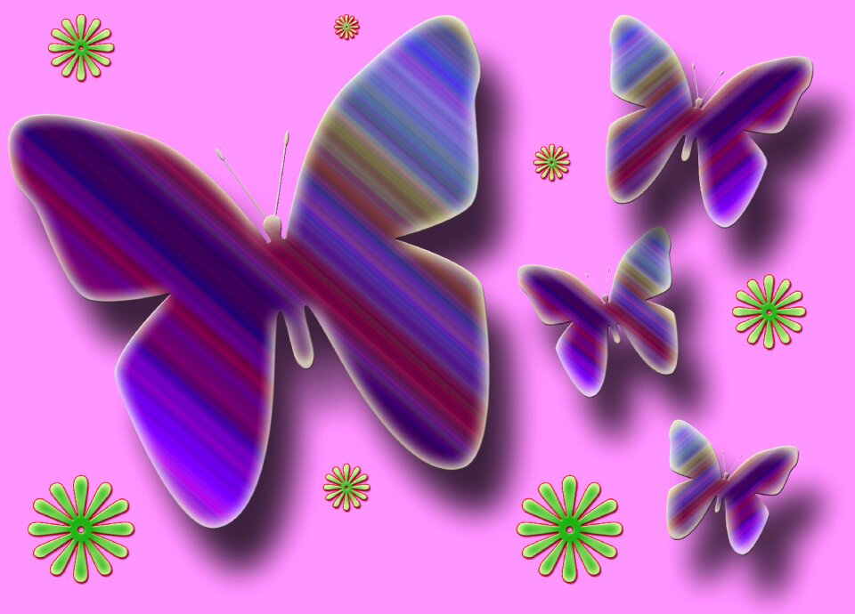 Butterfly insect spring