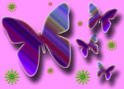 Butterfly insect spring