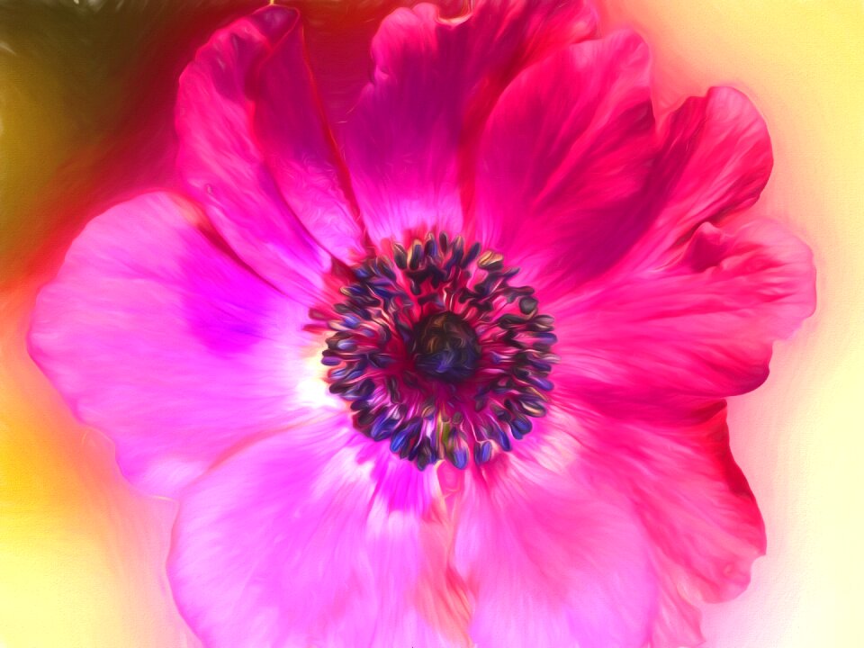 Flower anemone purple