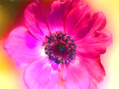 Flower anemone purple