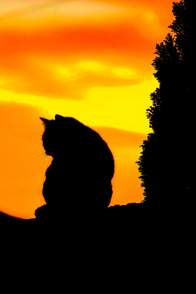 Nature night cat