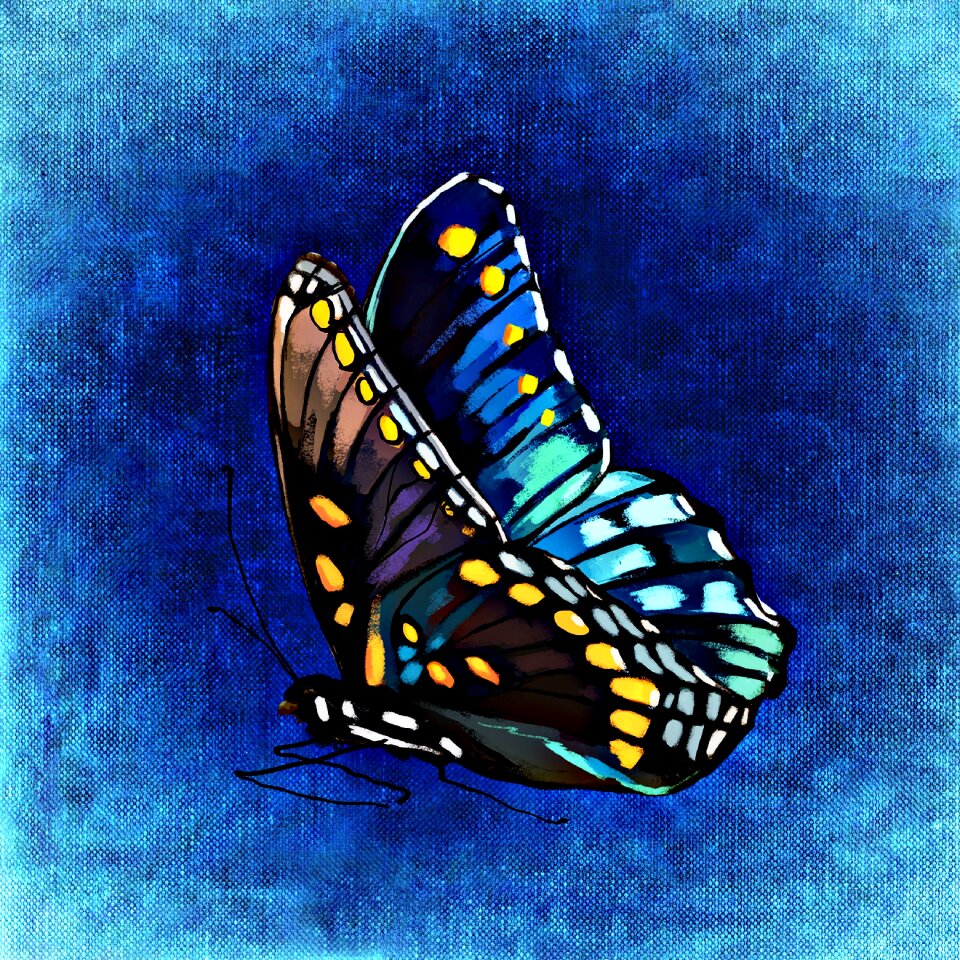 Wing animal color