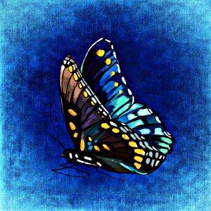 Wing animal color