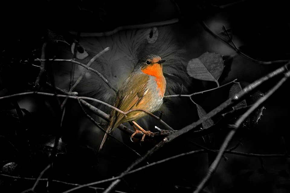 Nature robin Free illustrations