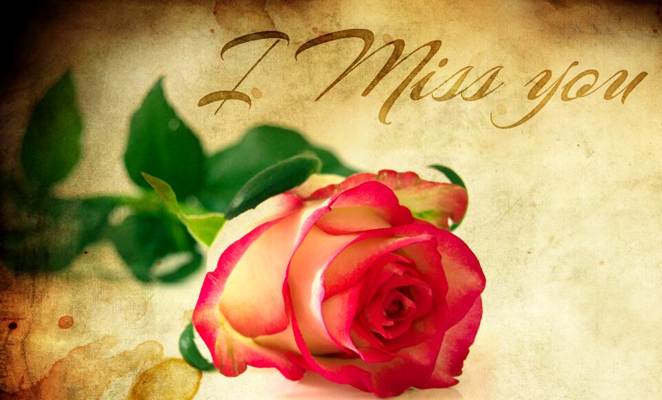 Petals red flower