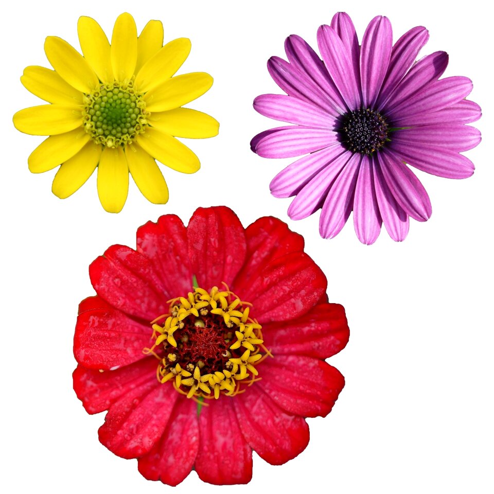 Botany flower floral