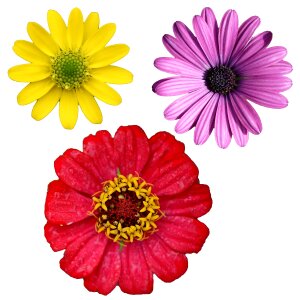Botany flower floral