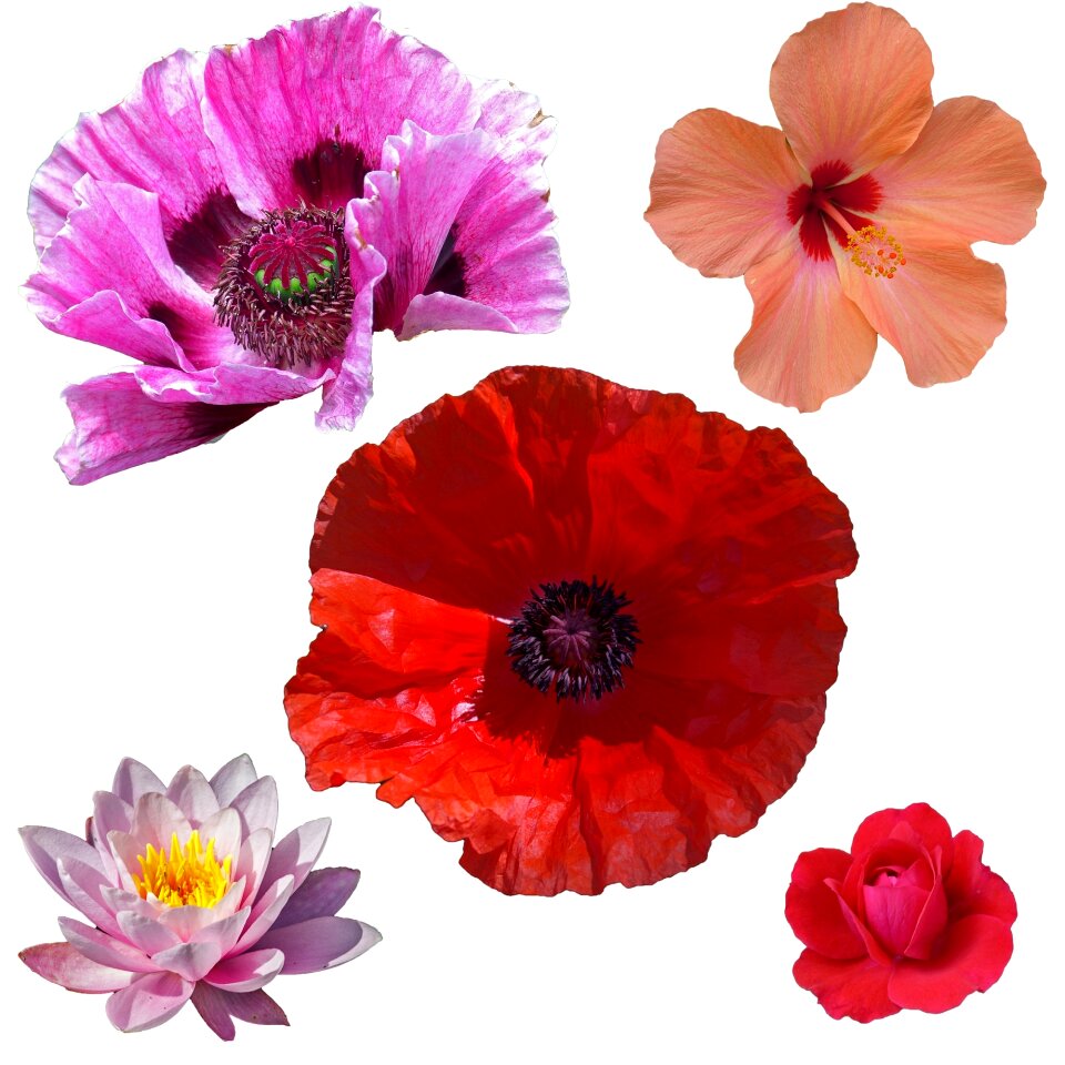 Botany flower floral
