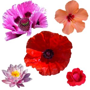 Botany flower floral