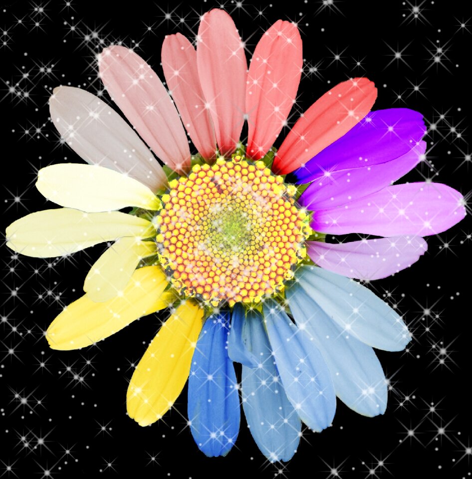 Bloom color colorful