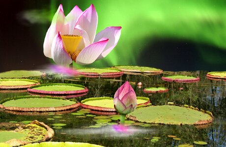 Pond aquatic plant pink water lily