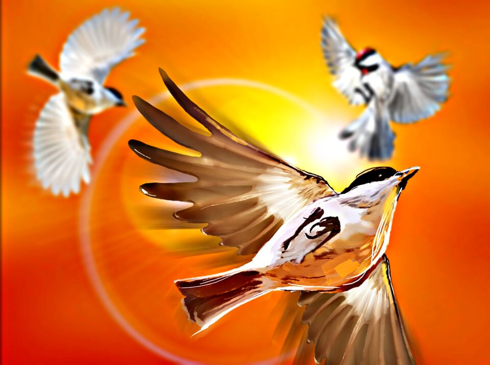 Sky plumage freedom