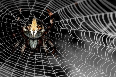 Arachnid nature dewdrop