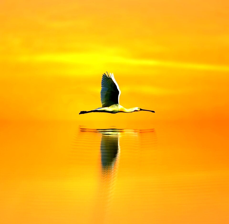 Nature rio Free illustrations