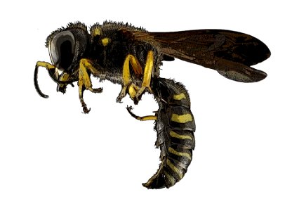 Bee graphics Free illustrations