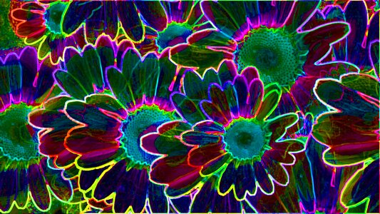 Bloom plant colorful