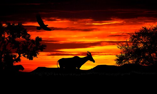 The lion africa silhouette