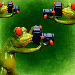 Camera fun animal