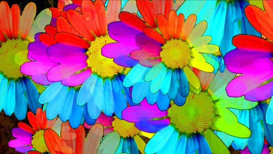 Bloom plant colorful