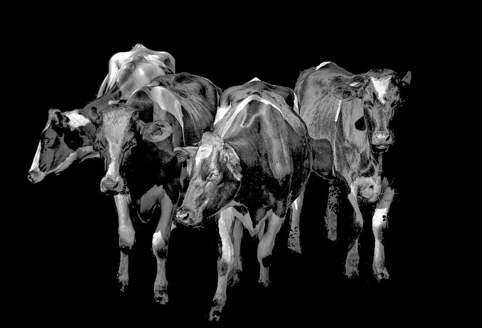 Animals black and white Free illustrations