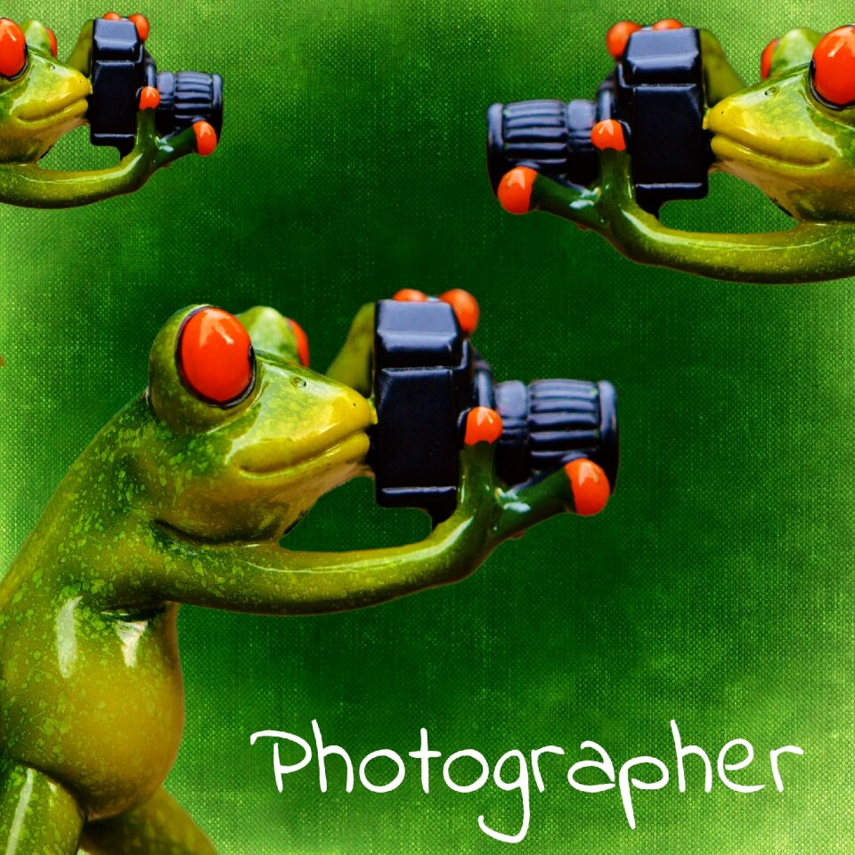 Camera fun animal