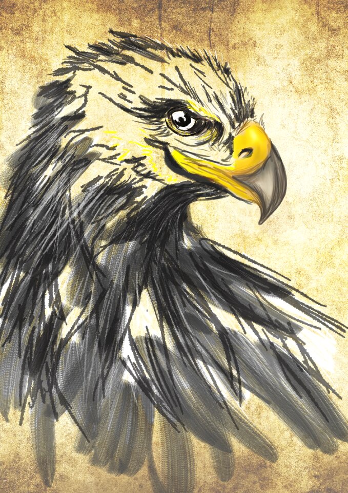 Eagle animals Free illustrations