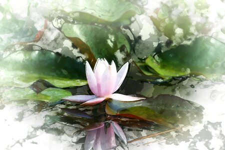 Green pink petal