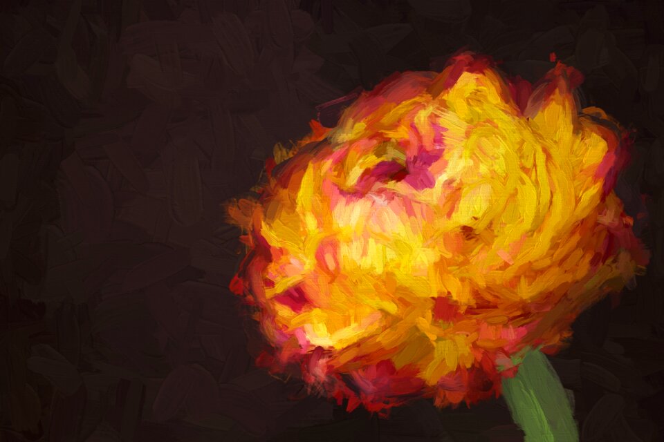 Ranunculus artwork Free illustrations