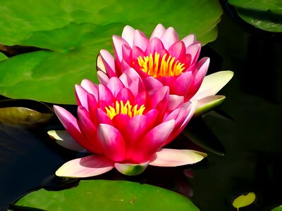 Flower water blooming flowers beauty